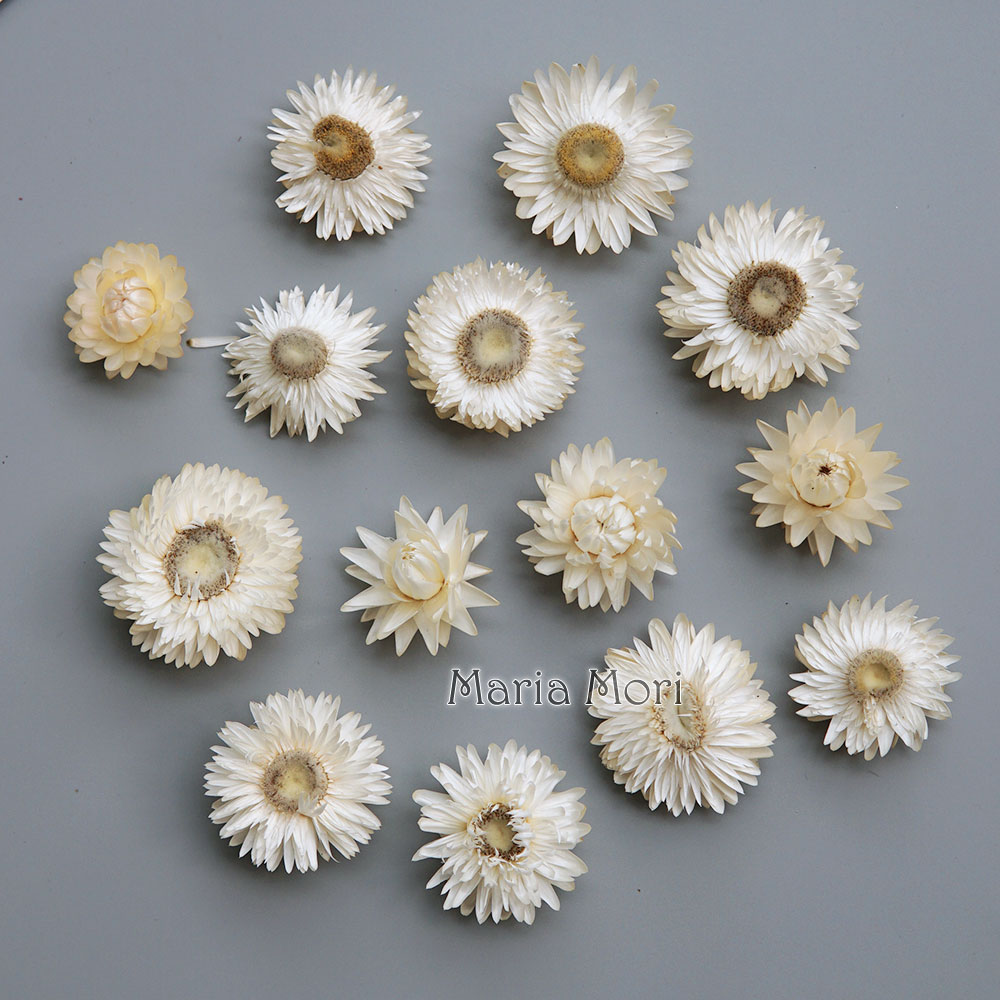 Doğal kurutulmuş renkli krizan - Candle Making Supplies Online incelemesi ve fiyatı